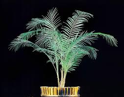 Attēlu rezultāti vaicājumam “Lycogala persicum macro”