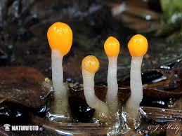 Attēlu rezultāti vaicājumam “Mitrula paludosa”