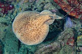 Image result for Torpedo marmorata