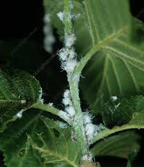 Attēlu rezultāti vaicājumam “Psylla alni”