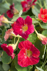 Image result for Tropaeolum minus