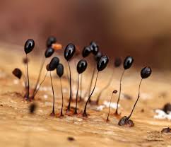 Attēlu rezultāti vaicājumam “Comatricha nigra young”