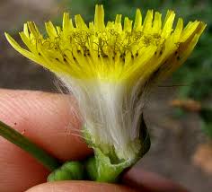 Attēlu rezultāti vaicājumam “Sonchus asper flower”