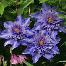 Image result for clematis multi blue