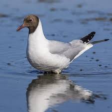Attēlu rezultāti vaicājumam “Larus ridibundus”