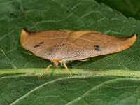 Attēlu rezultāti vaicājumam “Watsonalla binaria”