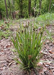 Attēlu rezultāti vaicājumam “Luzula multiflora”