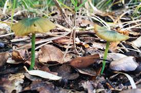 Attēlu rezultāti vaicājumam “Didymium xanthopus stalked”