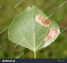 Attēlu rezultāti vaicājumam “Phyllonorycter sp.”