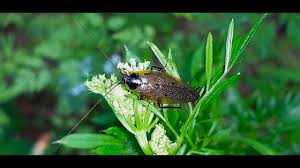Attēlu rezultāti vaicājumam “Ectobius sylvestris female”