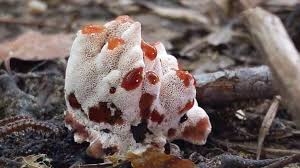 Attēlu rezultāti vaicājumam “Abortiporus biennis”