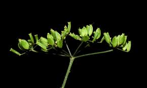 Attēlu rezultāti vaicājumam “Pastinaca sativa subsp. sylvestris leaf”