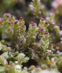 Attēlu rezultāti vaicājumam “Conardia compacta macro”