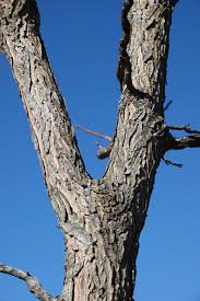 Attēlu rezultāti vaicājumam “Gymnocladus dioicus bud”