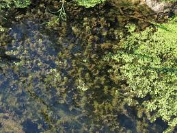 Attēlu rezultāti vaicājumam “Ceratophyllum submersum leaf”