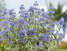 Attēlu rezultāti vaicājumam “Barbula”