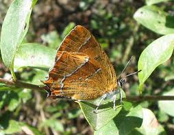 Attēlu rezultāti vaicājumam “Thecla betulae female”