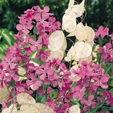 Image result for Lunaria annua