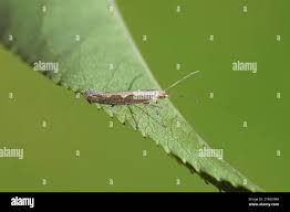 Attēlu rezultāti vaicājumam “Plutellidae”