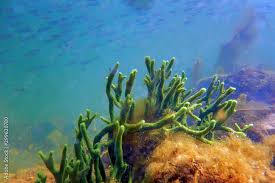 Attēlu rezultāti vaicājumam “Spongilla lacustris”