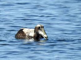 Attēlu rezultāti vaicājumam “Somateria mollissima juvenile”