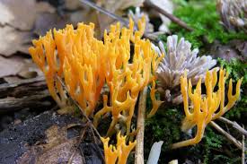 Attēlu rezultāti vaicājumam “Ramariopsis crocea”