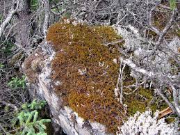 Attēlu rezultāti vaicājumam “Ptilidium ciliare”