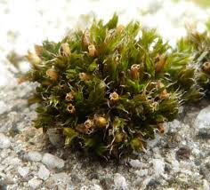 Attēlu rezultāti vaicājumam “Orthotrichum diaphanum”