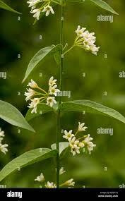 Attēlu rezultāti vaicājumam “Vincetoxicum hirundinaria flower”