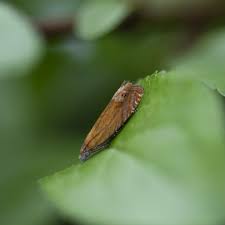 Attēlu rezultāti vaicājumam “Lathronympha strigana”