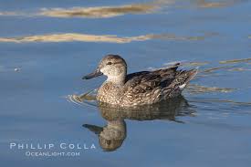 Image result for Anas discors