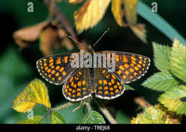 Attēlu rezultāti vaicājumam “Mellicta athalia”