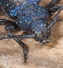 Attēlu rezultāti vaicājumam “Callidium violaceum”