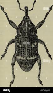 Attēlu rezultāti vaicājumam “Pissodes piniphilus”