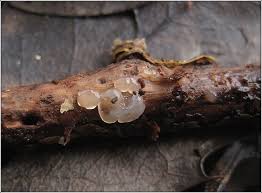 Attēlu rezultāti vaicājumam “Exidia thuretiana”