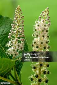 Attēlu rezultāti vaicājumam “Phytolaccaceae”