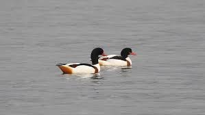 Attēlu rezultāti vaicājumam “Tadorna tadorna male”