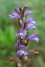 Attēlu rezultāti vaicājumam “Orobanchaceae”