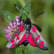 Attēlu rezultāti vaicājumam “Zygaena filipendulae exuvia”
