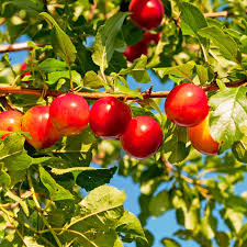 Attēlu rezultāti vaicājumam “Prunus cerasifera fruit”
