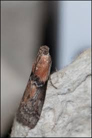 Attēlu rezultāti vaicājumam “Sciota fumella”