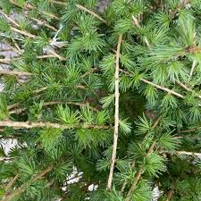 Attēlu rezultāti vaicājumam “Larix decidua var. polonica”
