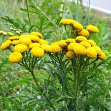 Image result for Tanacetum vulgare