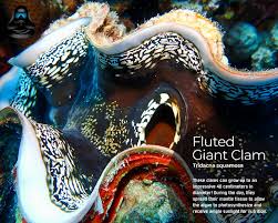 Image result for tridacna