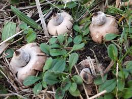 Attēlu rezultāti vaicājumam “Geastrum”