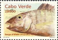 Image result for Lithognathus mormyrus