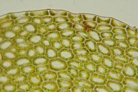 Attēlu rezultāti vaicājumam “Calypogeia integristipula”