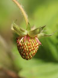 Attēlu rezultāti vaicājumam “Fragaria moschata”
