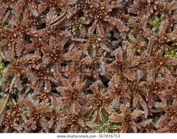 Attēlu rezultāti vaicājumam “Sphagnum magellanicum”