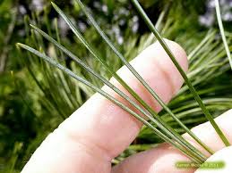 Image result for Pinus cembra